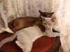 бурманские кошки