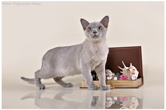 Бурманская кошка Императрица