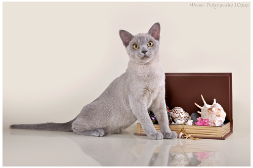 Бурманская кошка Нала Алтана Краматорск