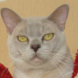 Питомник бурманских кошек Нала Алтана