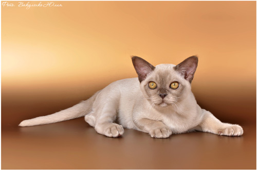 Бурманская кошка Olli NALA ALTANA