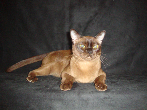 Бурманская кошка A'Nami of JUVILLA of NALA ALTANA