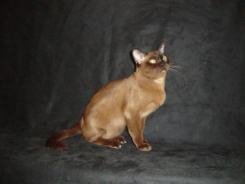 Бурманская кошка A'Nami of JUVILLA of NALA ALTANA