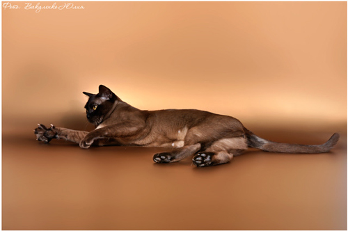 Бурманская кошка Нала Алтана Краматорск