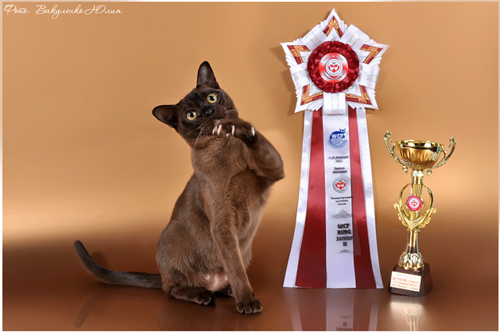 Бурманская кошка Kiara NALA ALTANA Краматорск