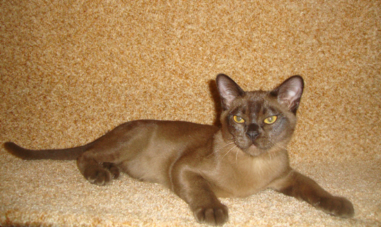 Бурманский кот MIAMBER OTIS REDDING питомник NALA ALTANA (Нала Алтана) 